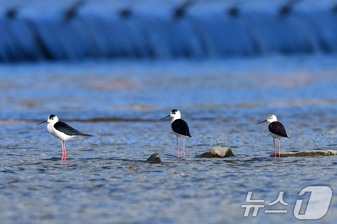 (포항=뉴스1) 최창호 기자 = 13일 오전 경북 포항시 남구 연일읍 형산강에서 장다물떼새가 먹잇감을 찾고 있다.장다리물떼새는 번식철인 4~5월 사이 국내 논경지 또는 강가에서 잠 …