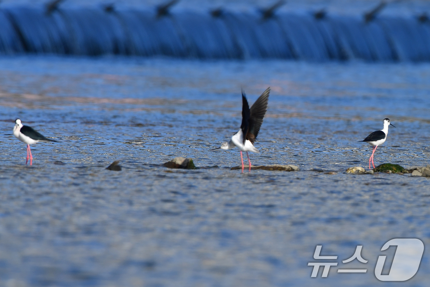 (포항=뉴스1) 최창호 기자 = 13일 오전 경북 포항시 남구 연일읍 형산강에서 장다물떼새가 먹잇감을 찾고 있다.장다리물떼새는 번식철인 4~5월 사이 국내 논경지 또는 강가에서 잠 …