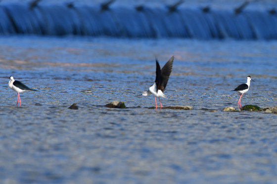형산강에서 먹잇감 찾는 장다리물떼세
