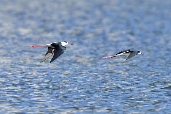 포항 형산강 찾아온 장다리물떼새