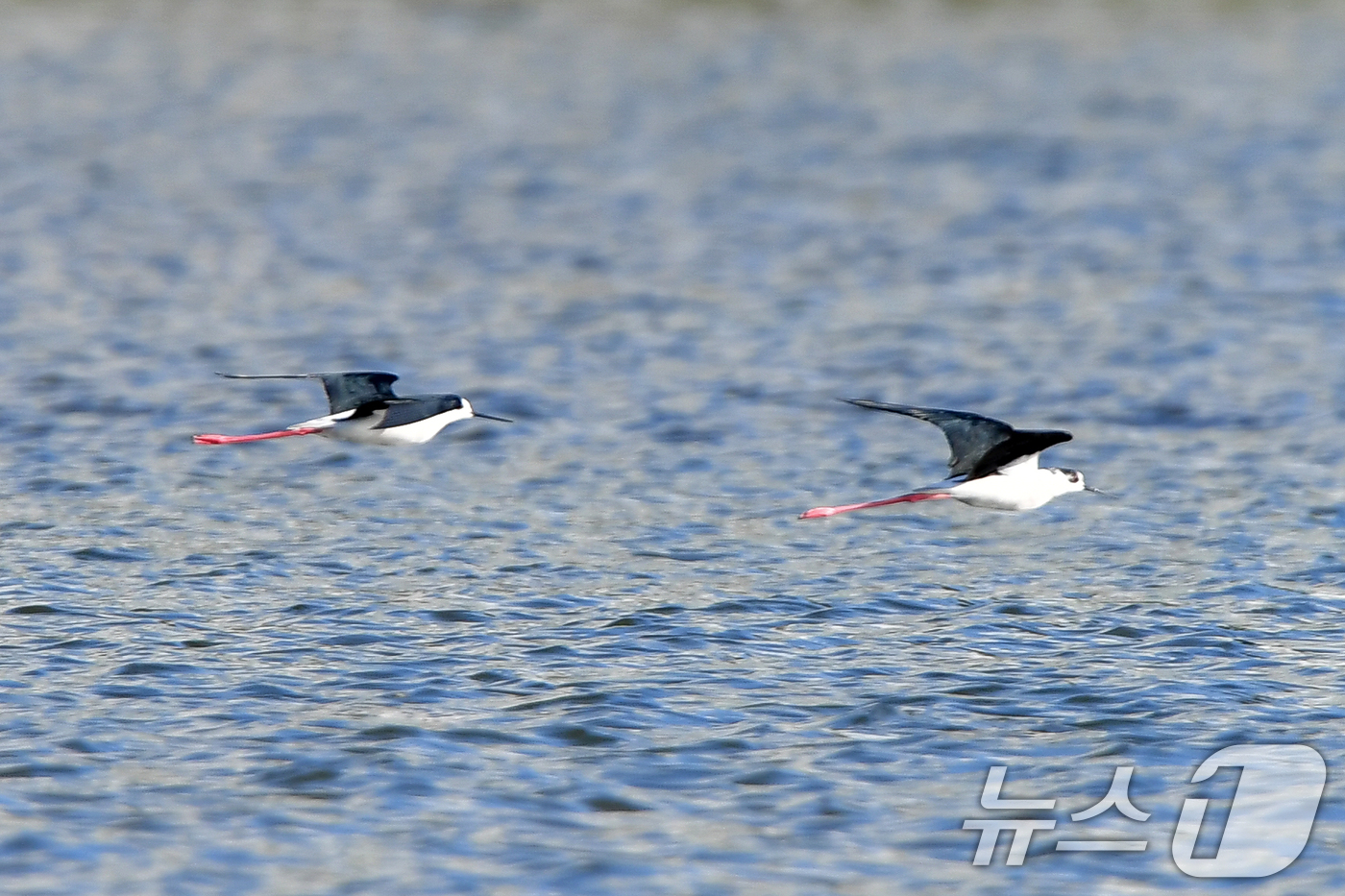 (포항=뉴스1) 최창호 기자 = 13일 오전 경북 포항시 남구 연일읍 형산강에서 장다물떼새가 먹잇감을 찾아 날아가고 있다.장다리물떼새는 번식철인 4~5월 사이 국내 논경지 또는 강 …