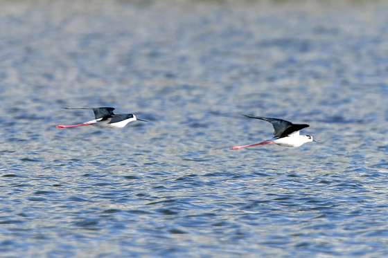 장다리물떼새 힘찬 비행