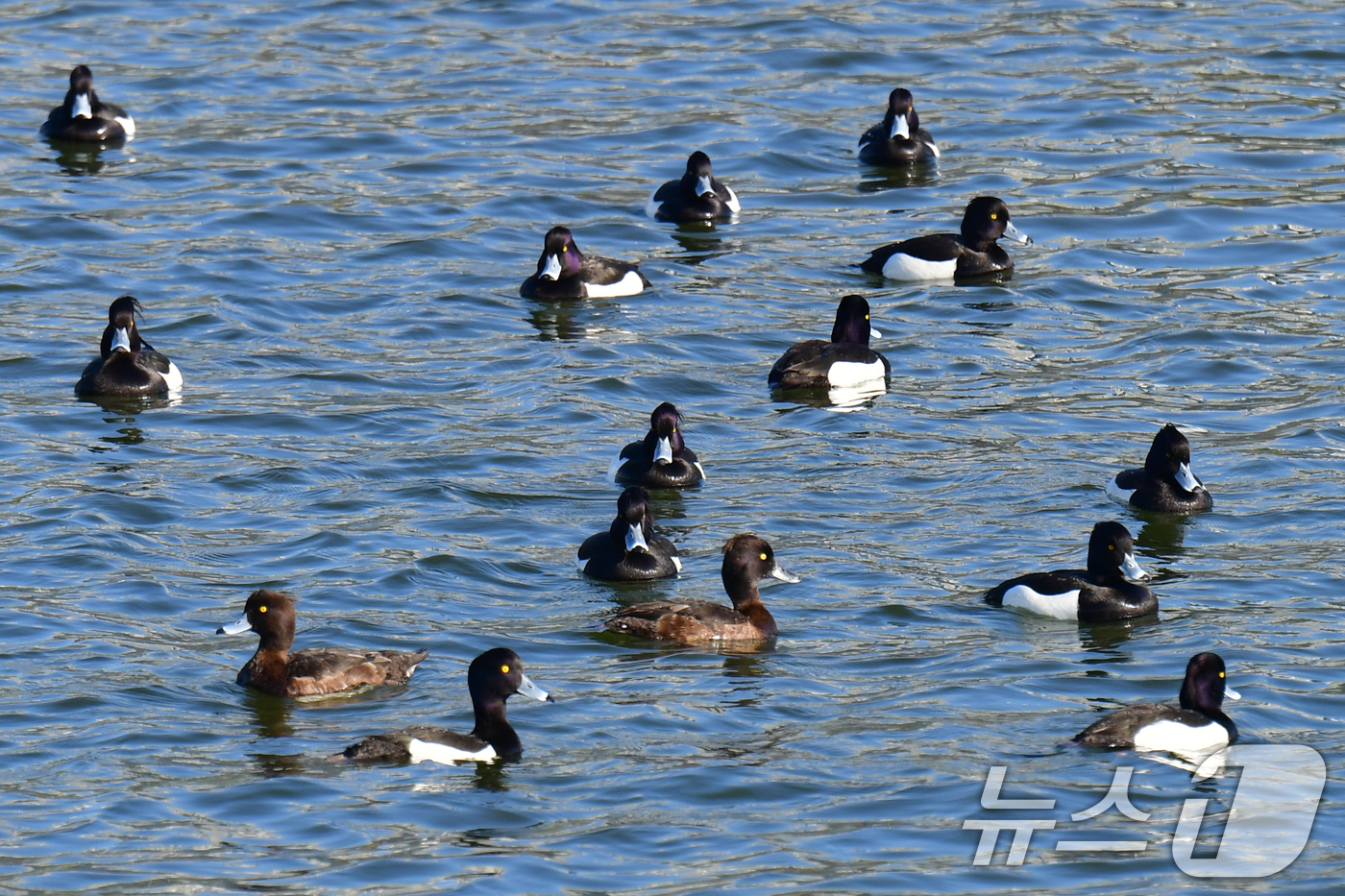 (포항=뉴스1) 최창호 기자 = 13일 경북 포항시 남구 연일읍 형산강에서 검은머리흰죽지와 댕기흰죽지들이 봄 햇살을 쬐고 있다.  2026.4.13/뉴스1