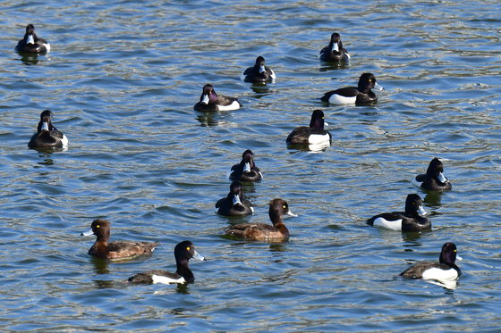 봄 햇살 쬐는 검은머리흰죽지