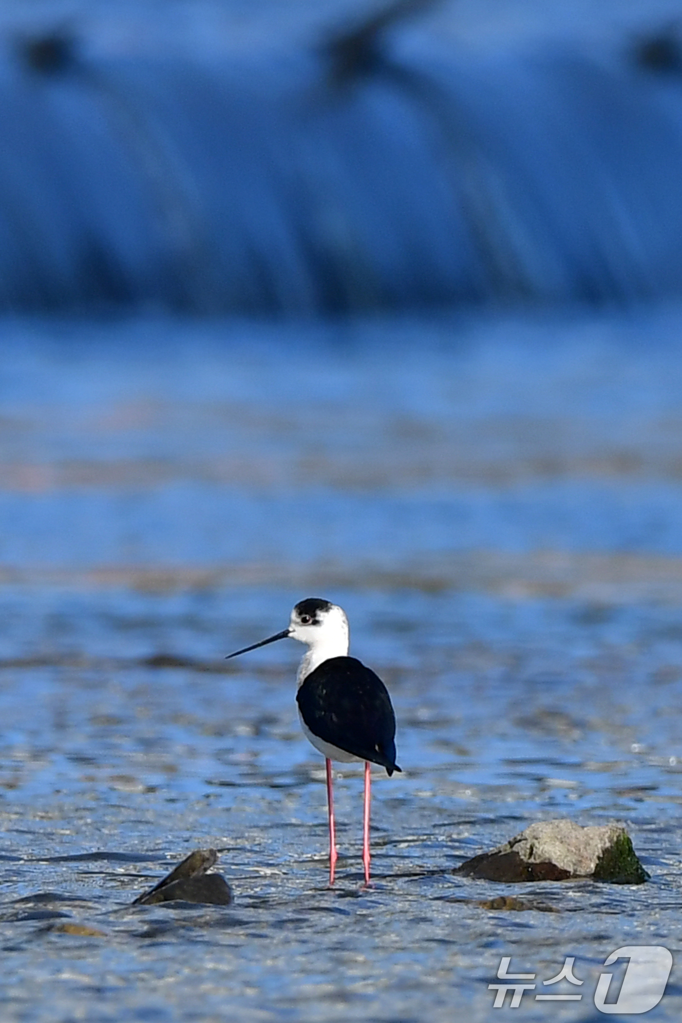 (포항=뉴스1) 최창호 기자 = 13일 오전 경북 포항시 남구 연일읍 형산강에서 장다물떼새가 주변을 살피고 있다.장다리물떼새는 번식철인 4~5월 사이 국내 논경지 또는 강가에서 잠 …