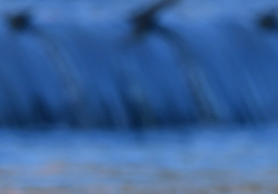 주변 살피는 장다리물떼새