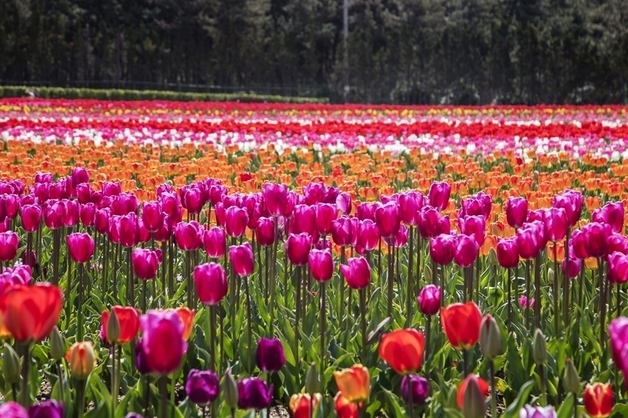 신안 임자도 '100만송이 튤립 향연'…섬 튤립축제 개막
