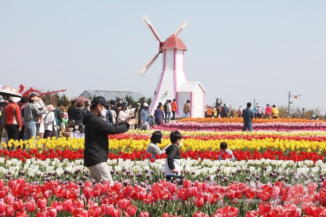 본문 이미지 - 신안군, 제16회 섬 튤립축제 개막 (신안군 제공. 재판매 및 DB금지) ⓒ 뉴스1 