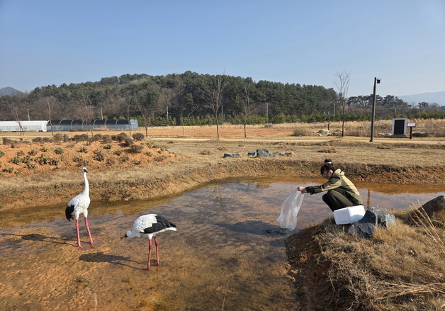 새만금환경생태단지, 멸종위기종 황새 인공 둥지탑 설치