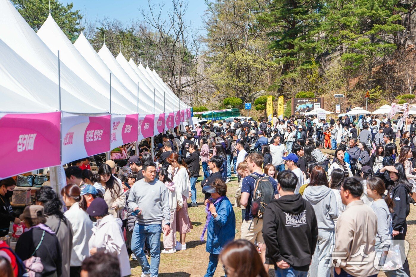 본문 이미지 - 속초 영랑호 벚꽃축제 전경.(속초시 제공, 재판매 및 DB 금지) 2026.4.13/뉴스1