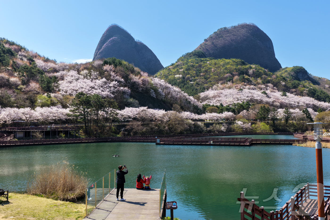 (임실=뉴스1) 김동규 기자 = 13일 전국에서 벚꽃이 가장 늦게 피는 전북 진안군 마이산이 벚꽃색으로 물이 들었다.(진안군제공, 재판매 및 DB금지)2026.4.13/뉴스1