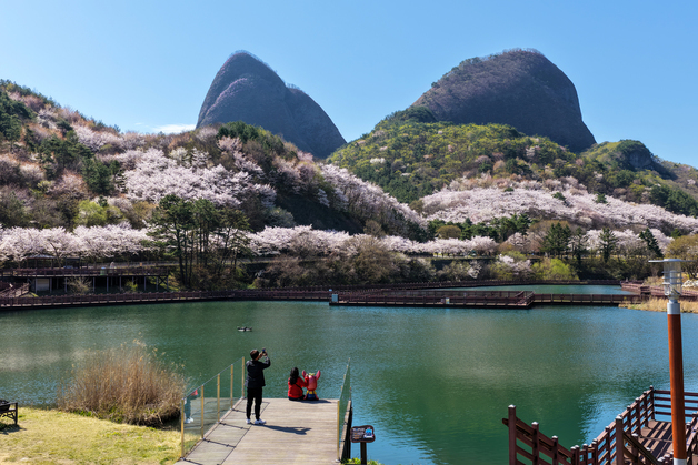 '벚꽃이 내려 앉은 마이산 사양제'