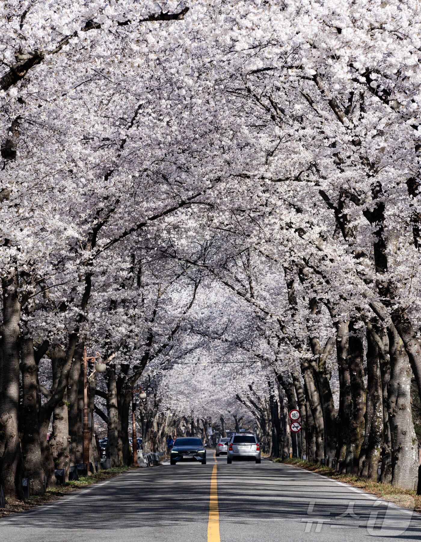 본문 이미지 - 13일 전국에서 벚꽃이 가장 늦게 피는 전북 진안군 마이산에 하얀 꽃터널이 만들어졌다..(진안군제공, 재판매 및 DB금지)2026.4.13 ⓒ 뉴스1 김동규 기자