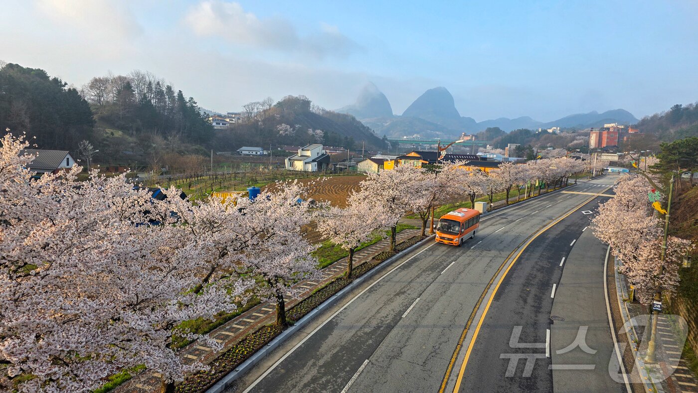 본문 이미지 - 13일 전국에서 벚꽃이 가장 늦게 피는 전북 진안군 마이산이 하얀색으로 물이 들었다. 사진은 마이산 입구.(진안군제공, 재판매 및 DB금지)2026.4.13 ⓒ 뉴스1 김동규 기자