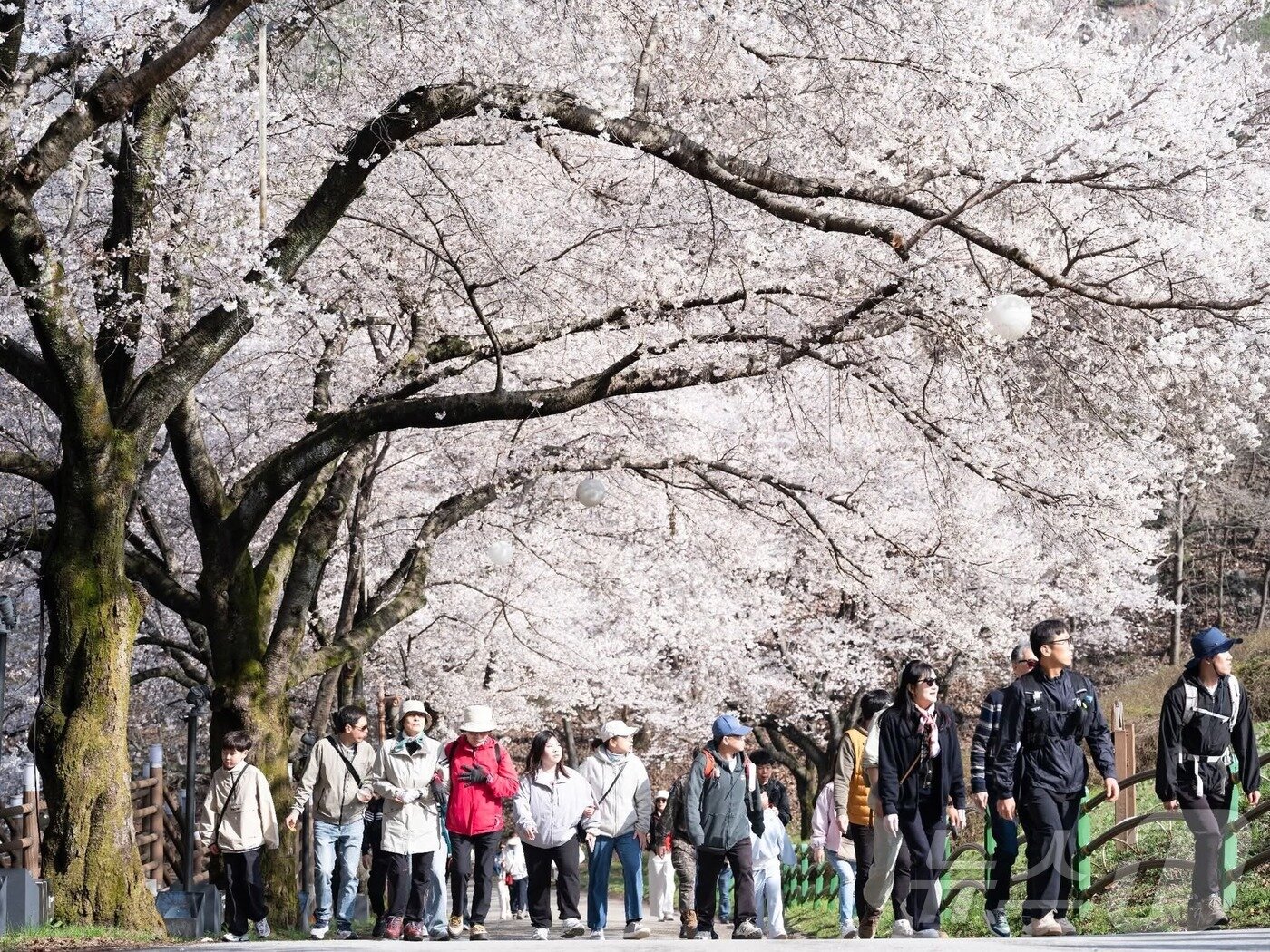 본문 이미지 - 13일 전국에서 벚꽃이 가장 늦게 피는 전북 진안군 마이산 탑영제 주별 길이 하얗게 변했다.(진안군제공, 재판매 및 DB금지)2026.4.13 ⓒ 뉴스1 김동규 기자