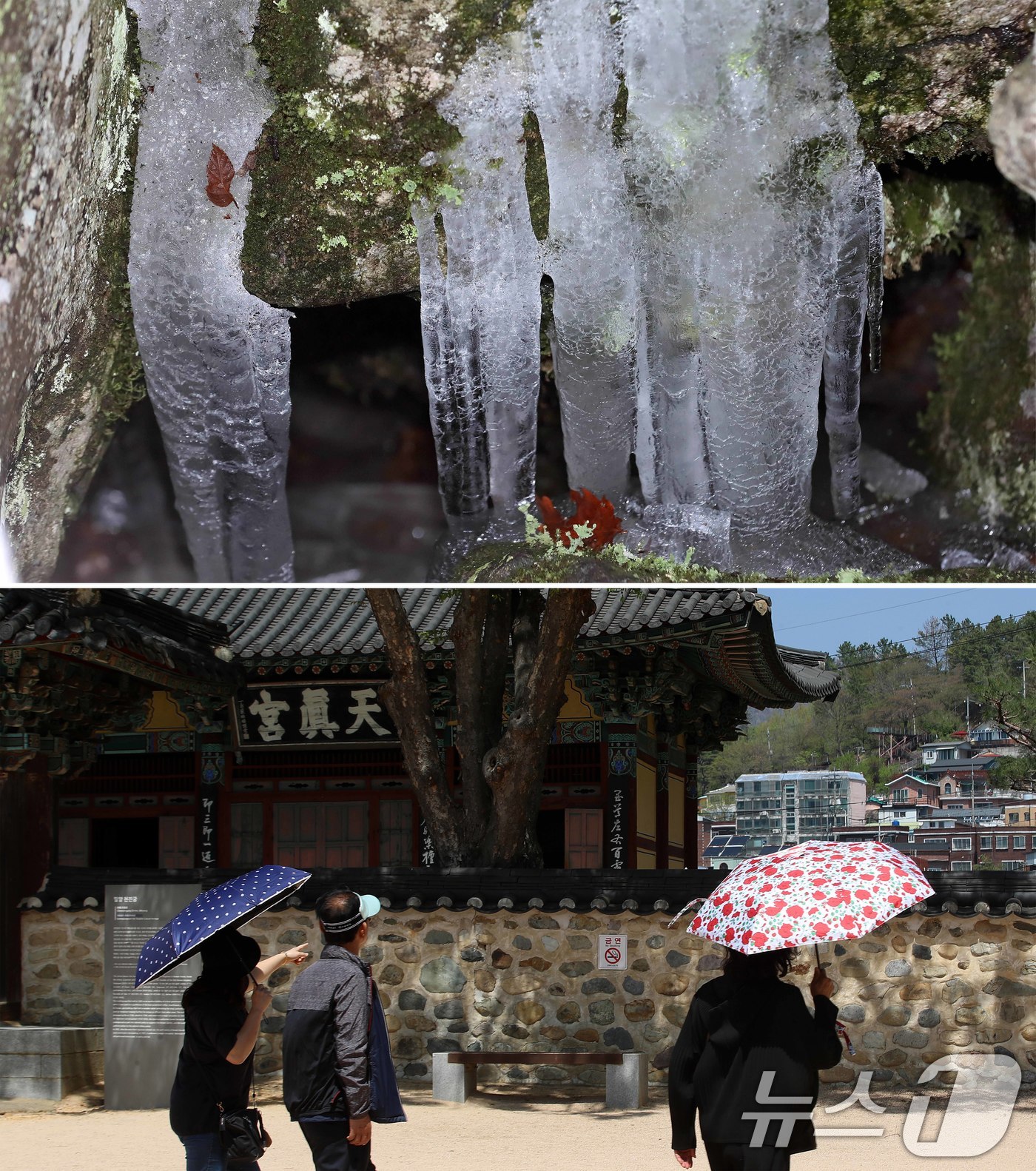 (밀양=뉴스1) 윤일지 기자 = 초여름 날씨를 보인 13일 경남 밀양 산내면 얼음골 결빙지에 얼음이 얼어붙어 있다. 아래 사진은 같은날 경남 밀양 영남루를 찾은 시민들이 양산을 쓰 …