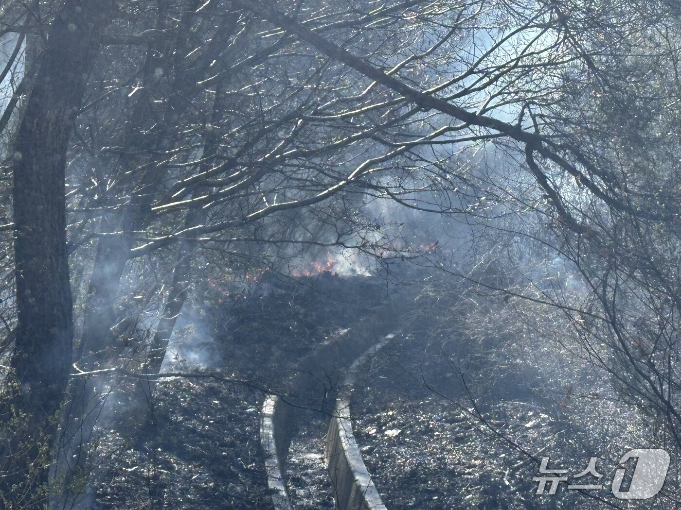 본문 이미지 - 고속도로를 달리던 승용차에서 난 불이 인근 산으로 옮겨붙었다.(단양소방서 제공. 재판매 및 DB 금지) 