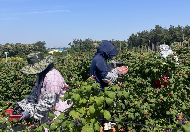 지역농협 통한 출하 유도…전북 고창군 복분자 수매제도 개편
