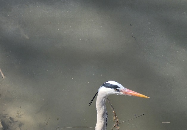 서울 한강에 왜가리 번식…수달·삵도 돌아왔다