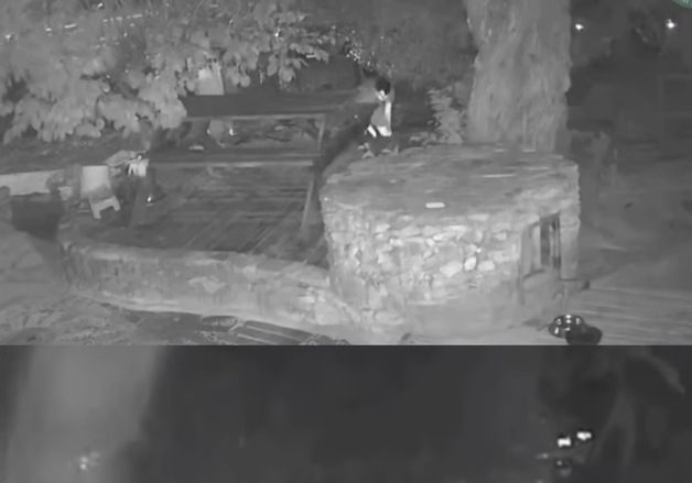 '반려견 비비탄 난사' 20대 남성 2명 불구속 기소