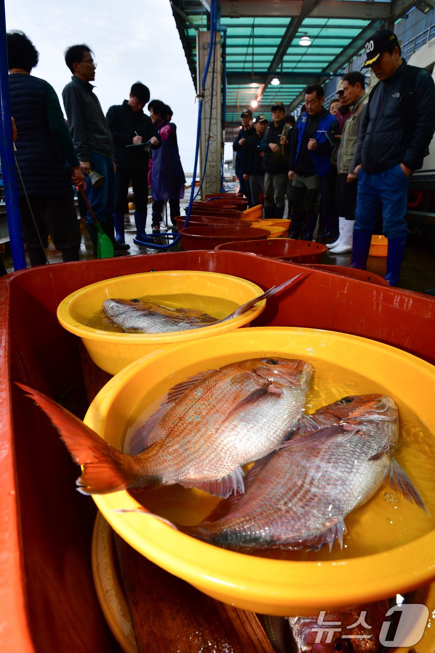 (포항=뉴스1) 최창호 기자 = 14일 오전 경북 포항시 송도수협 활어위판장에서 참돔 경매가 한창이다. 2026.4.14/뉴스1