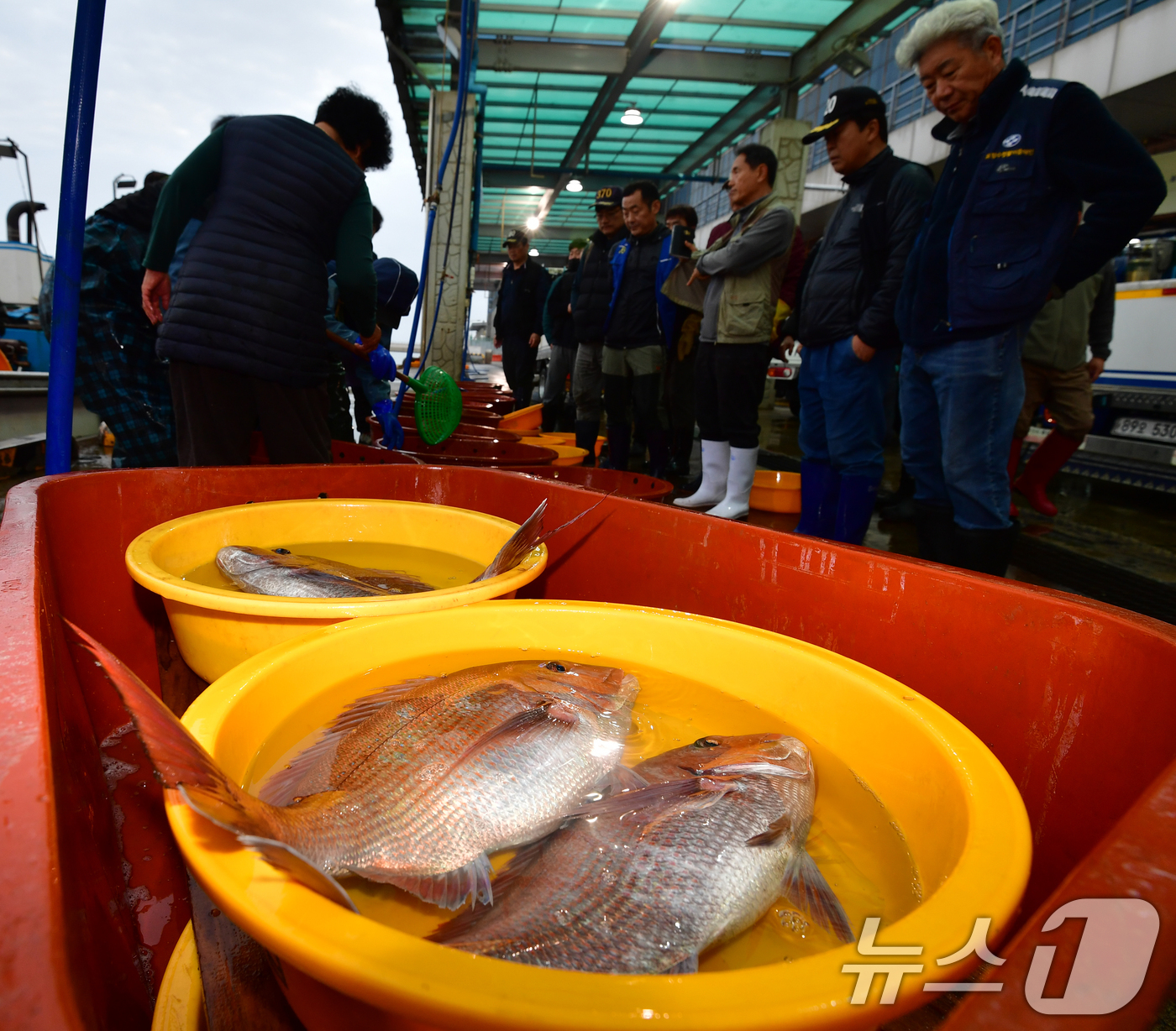 (포항=뉴스1) 최창호 기자 = 14일 오전 경북 포항시 송도수협 활어위판장에서 참돔 경매가 한창이다. 2026.4.14/뉴스1