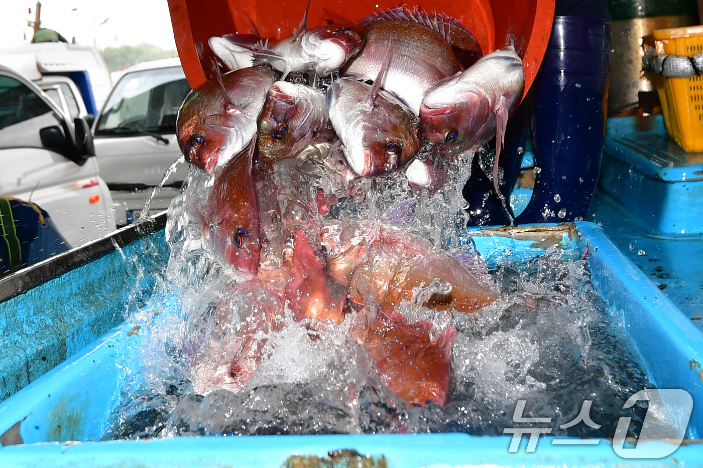 (포항=뉴스1) 최창호 기자 = 14일 오전 경북 포항시 송도수협 활어위판장에서 한 상인이 참돔을 수족관 차량에 넣고 있다. 2026.4.14/뉴스1
