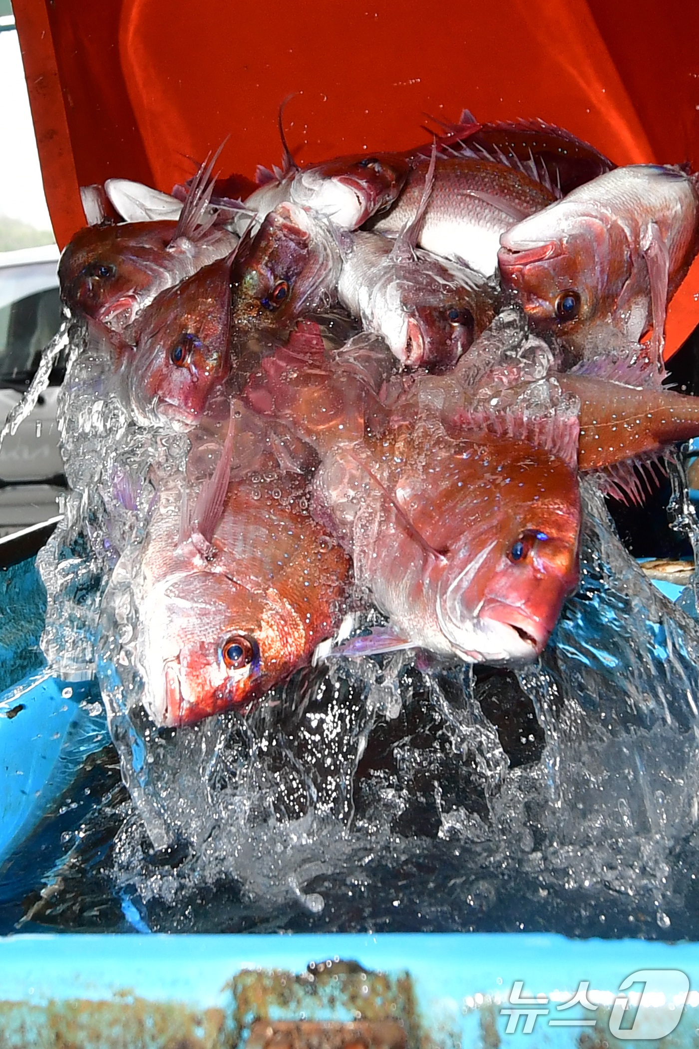 (포항=뉴스1) 최창호 기자 = 14일 오전 경북 포항시 송도수협 활어위판장에서 한 상인이 참돔을 수족관 차량에 넣고 있다. 2026.4.14/뉴스1