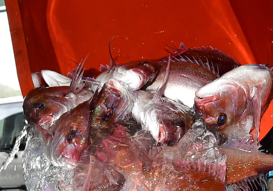 참돔 지금갑니다