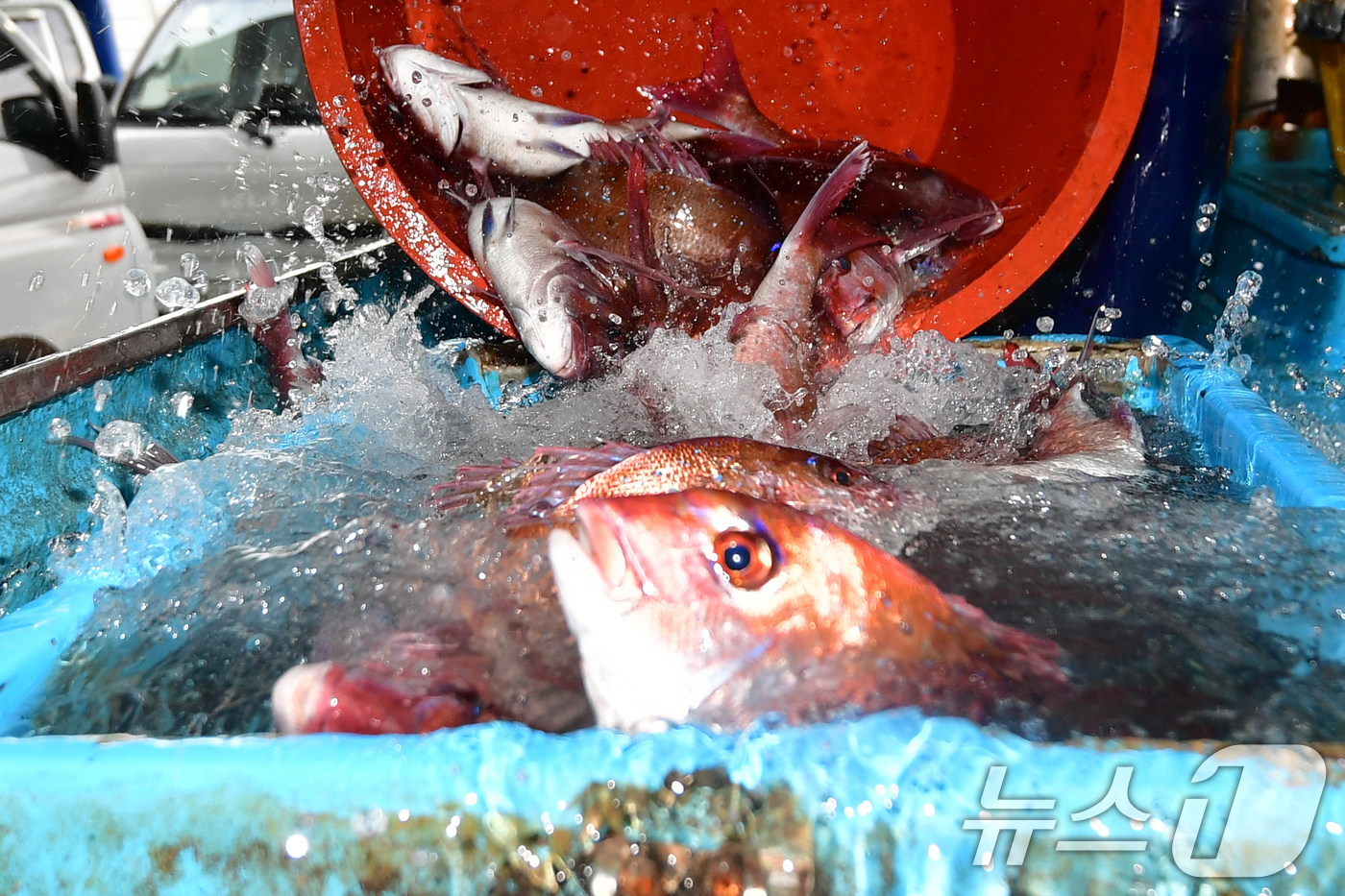 (포항=뉴스1) 최창호 기자 = 14일 오전 경북 포항시 송도수협 활어위판장에서 한 상인이 참돔을 수족관 차량에 넣고 있다. 2026.4.14/뉴스1