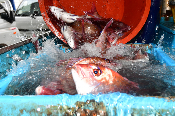 싱싱한 참돔이 가득