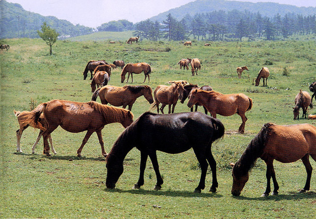 제주 전통 식자원 제주마·병귤·양애·파초 '맛의 방주' 신규 등재
