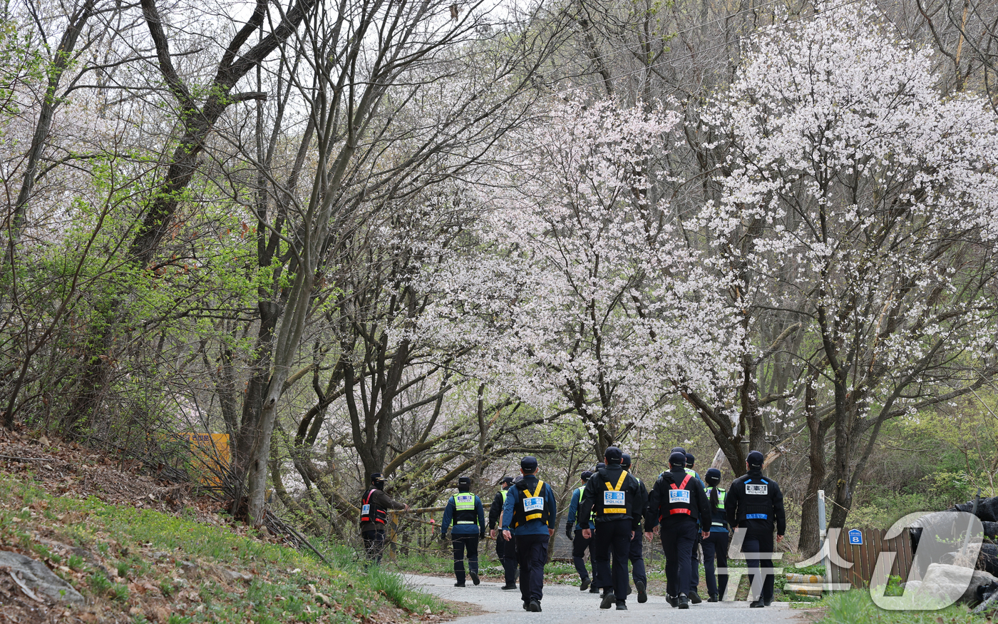 (대전=뉴스1) 김기태 기자 = 대전 오월드를 탈출한 늑대 '늑구'가 14일 대전 중구 무수동 오도산 일대에서 발견됐으나 포위망을 뚫고 달아나 경찰이 포획을 하기 위해 이동하고 있 …