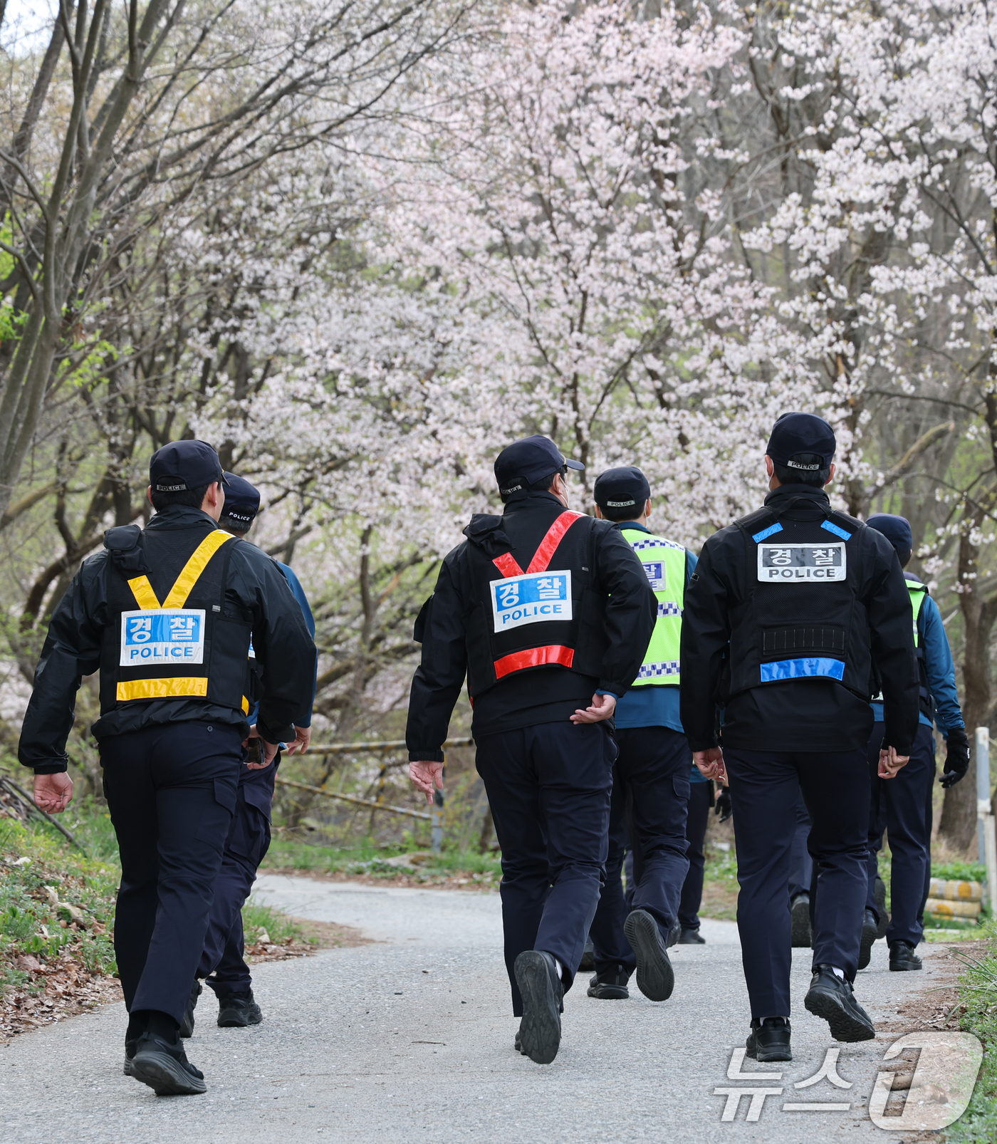 (대전=뉴스1) 김기태 기자 = 대전 오월드를 탈출한 늑대 '늑구'가 14일 대전 중구 무수동 오도산 일대에서 발견됐으나 포위망을 뚫고 달아나 경찰이 포획을 하기 위해 이동하고 있 …