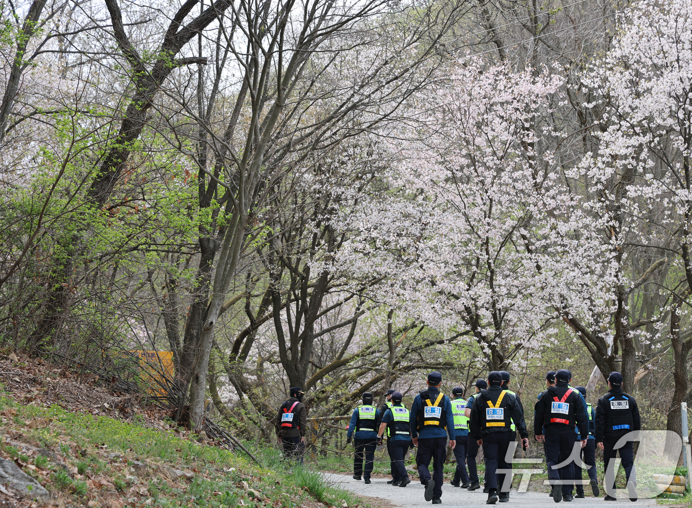 (대전=뉴스1) 김기태 기자 = 대전 오월드를 탈출한 늑대 '늑구'가 14일 대전 중구 무수동 오도산 일대에서 발견됐으나 포위망을 뚫고 달아나 경찰이 포획을 하기 위해 이동하고 있 …