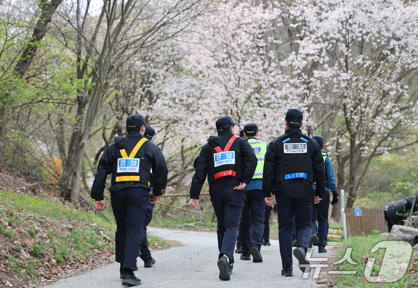 (대전=뉴스1) 김기태 기자 = 대전 오월드를 탈출한 늑대 '늑구'가 14일 대전 중구 무수동 오도산 일대에서 발견됐으나 포위망을 뚫고 달아나 경찰이 포획을 하기 위해 이동하고 있 …