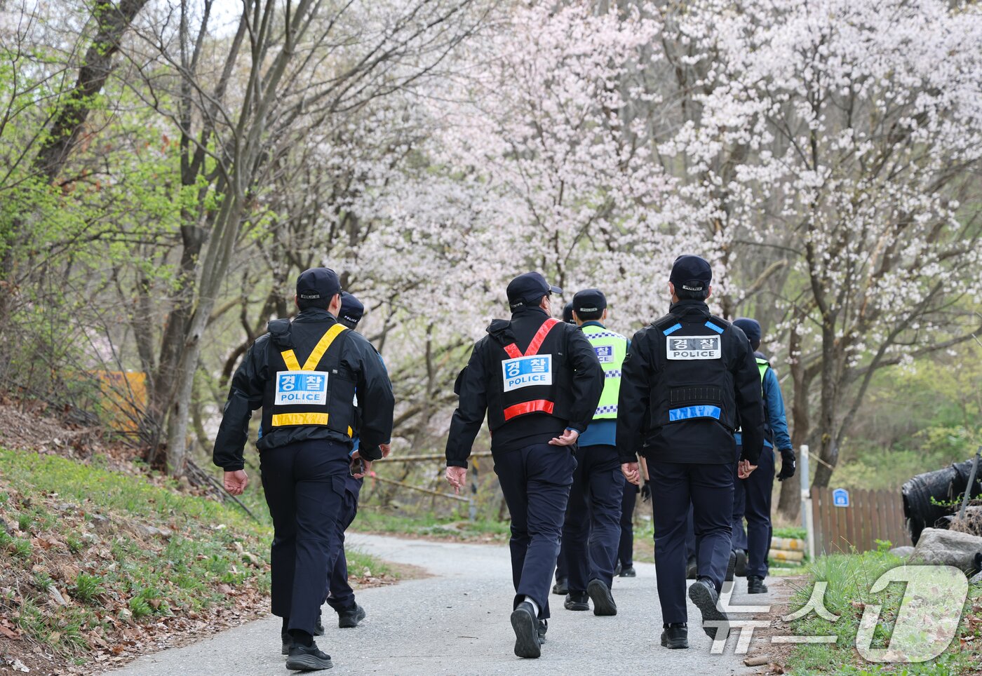 본문 이미지 - 대전 오월드를 탈출한 늑대 '늑구'가 14일 대전 중구 무수동 오도산 일대에서 발견됐으나 포위망을 뚫고 달아나 경찰이 포획을 하기 위해 이동하고 있다. 2026.4.14 ⓒ 뉴스1 김기태 기자