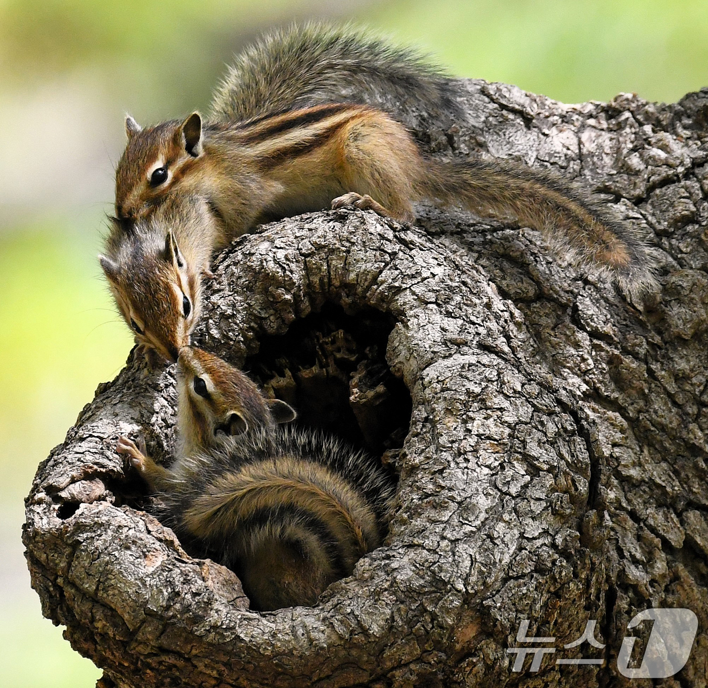 (경주=뉴스1) 최창호 기자 = 지난 13일 오후 경북 경주시 황성공원에 있는 고목 나무 둥지 밖으로 나온 다람쥐들이 입맞춤을 하고 있다. (생태사진작가 이성덕씨 제공, 재판매 및 …