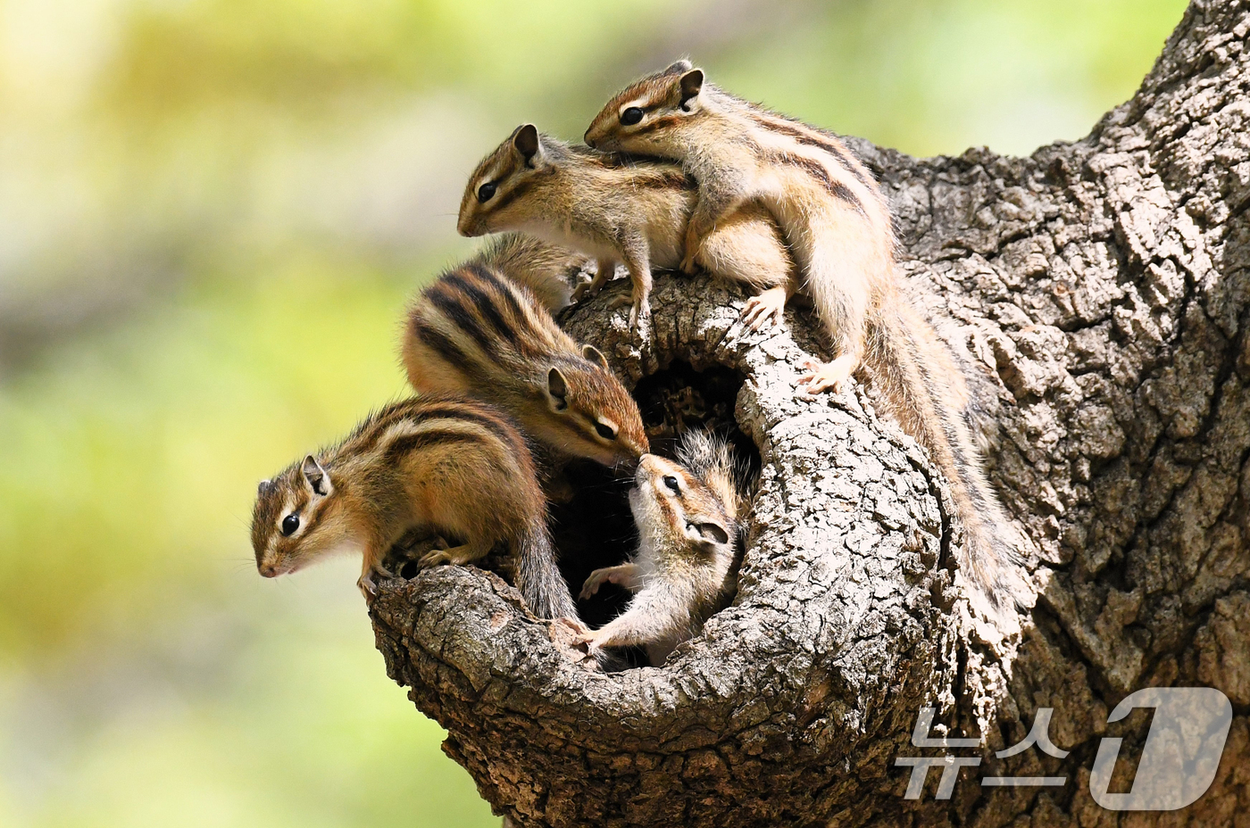 (경주=뉴스1) 최창호 기자 = 지난 13일 오후 경북 경주시 황성공원에 있는 고목 나무 둥지 밖으로 나온 다람쥐들이 주변을 살피고 있다. (생태사진작가 이성덕씨 제공, 재판매 및 …
