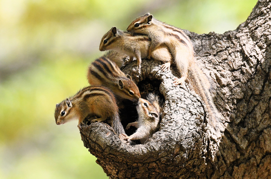 세상 구경 중인 다람쥐