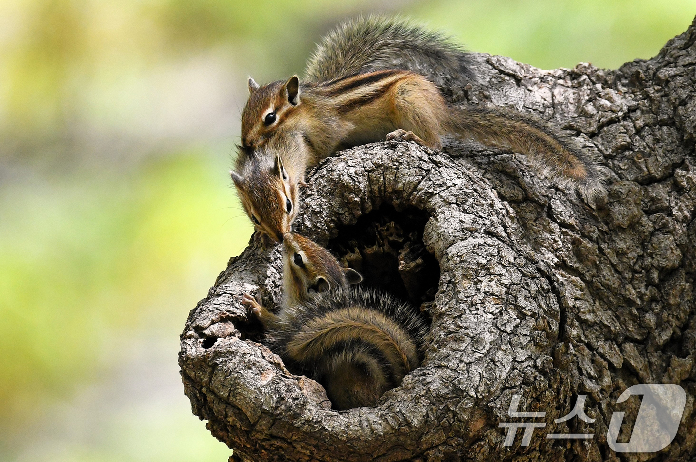 (경주=뉴스1) 최창호 기자 = 지난 13일 오후 경북 경주시 황성공원에 있는 고목 나무 둥지 밖으로 나온 다람쥐들이 입맞춤을 하고 있다. (생태사진작가 이성덕씨 제공, 재판매 및 …