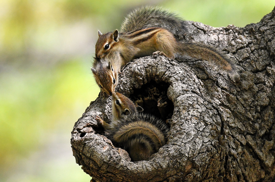 둥지 밖으로 나온 다람쥐