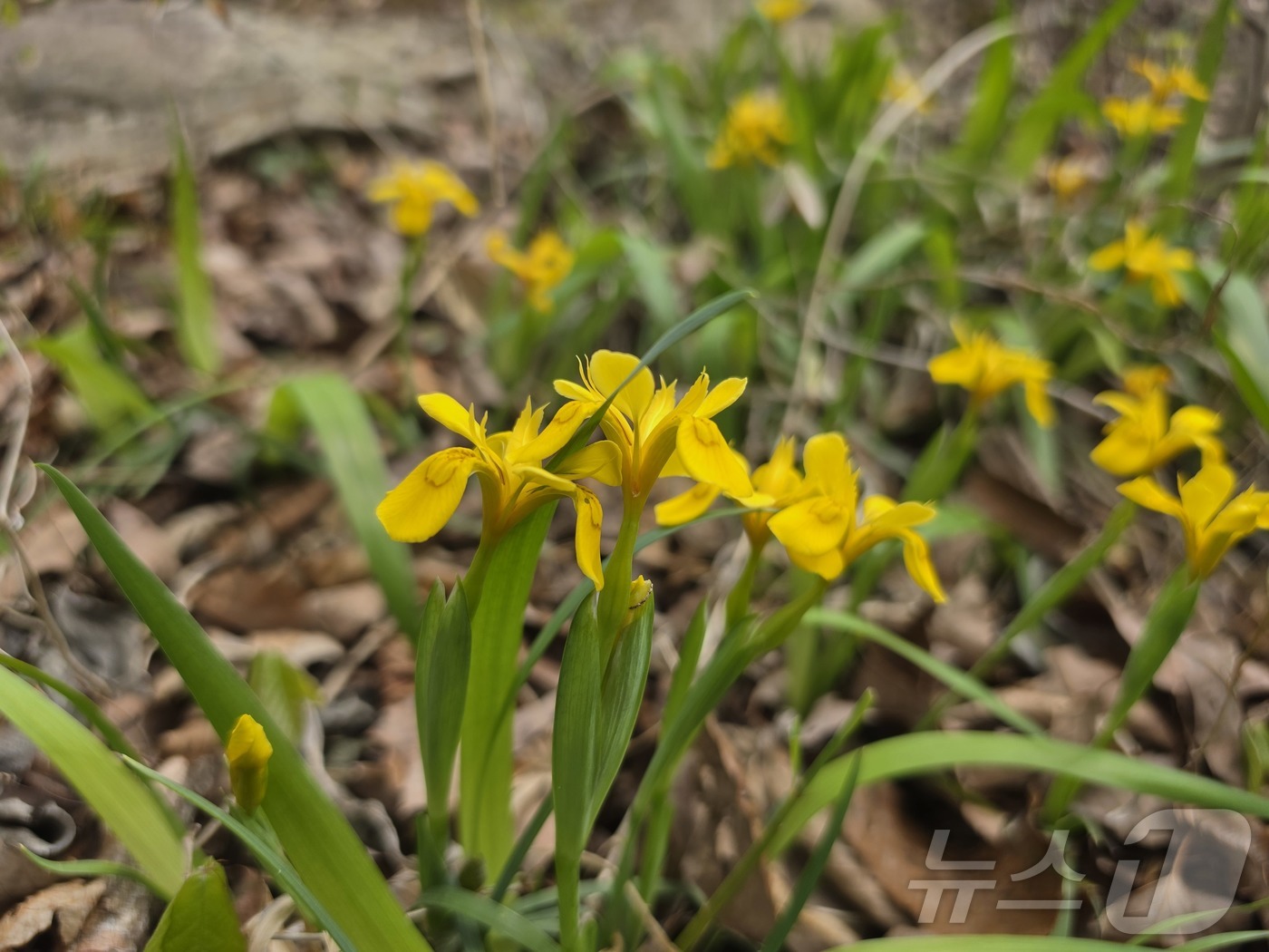 (광주=뉴스1) 이승현 기자 = 국립공원공단 내장산국립공원백암사무소는 멸종위기 야생생물 Ⅱ급이자 한반도 고유종인 '노랑붓꽃'이 개화를 시작했다고 14일 밝혔다. (국립공원공단 내장 …