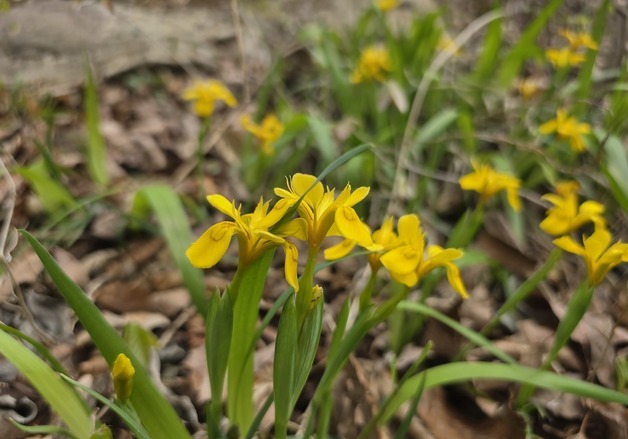 내장산에도 찾아온 봄, 멸종위기 야생생물 '노랑붓꽃' 개화