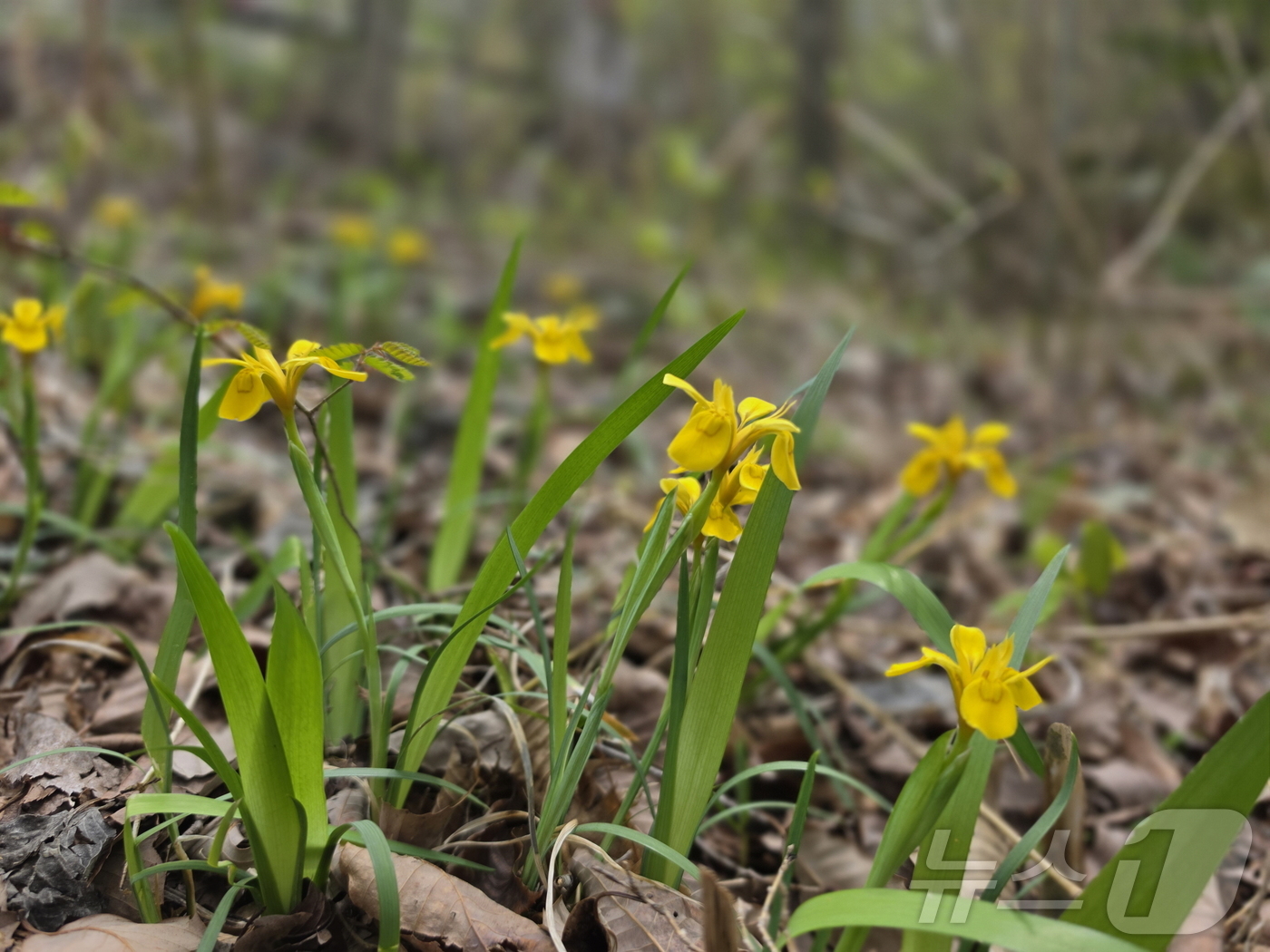 (광주=뉴스1) 이승현 기자 = 국립공원공단 내장산국립공원백암사무소는 멸종위기 야생생물 Ⅱ급이자 한반도 고유종인 '노랑붓꽃'이 개화를 시작했다고 14일 밝혔다. (국립공원공단 내장 …