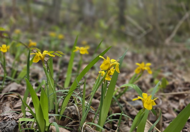 자태 드러낸 노랑붓꽃