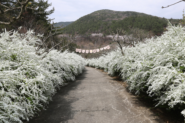 보령시 "무궁화수목원에 형형색색 꽃과 나무 보러 오세요"
