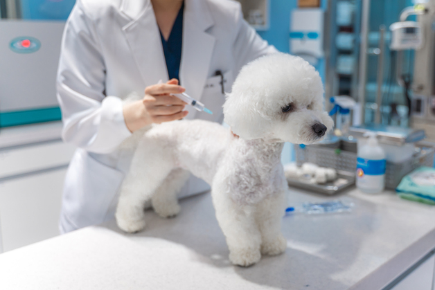 서울시, 광견병 예방접종 실시…"동물병원 시술료 1만원만 내세요"