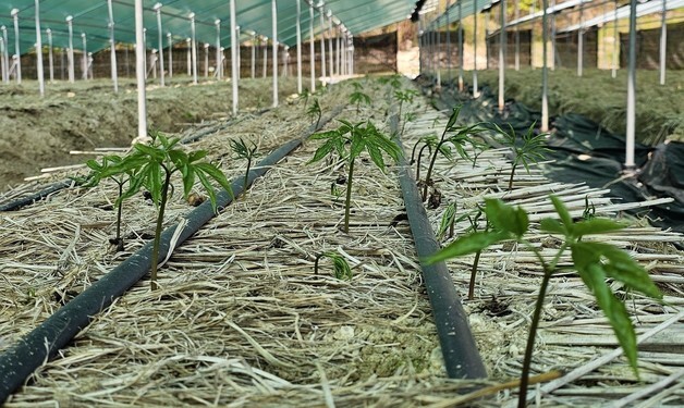 경북농기원, 인삼 출아기 저온·병해 관리 나서야