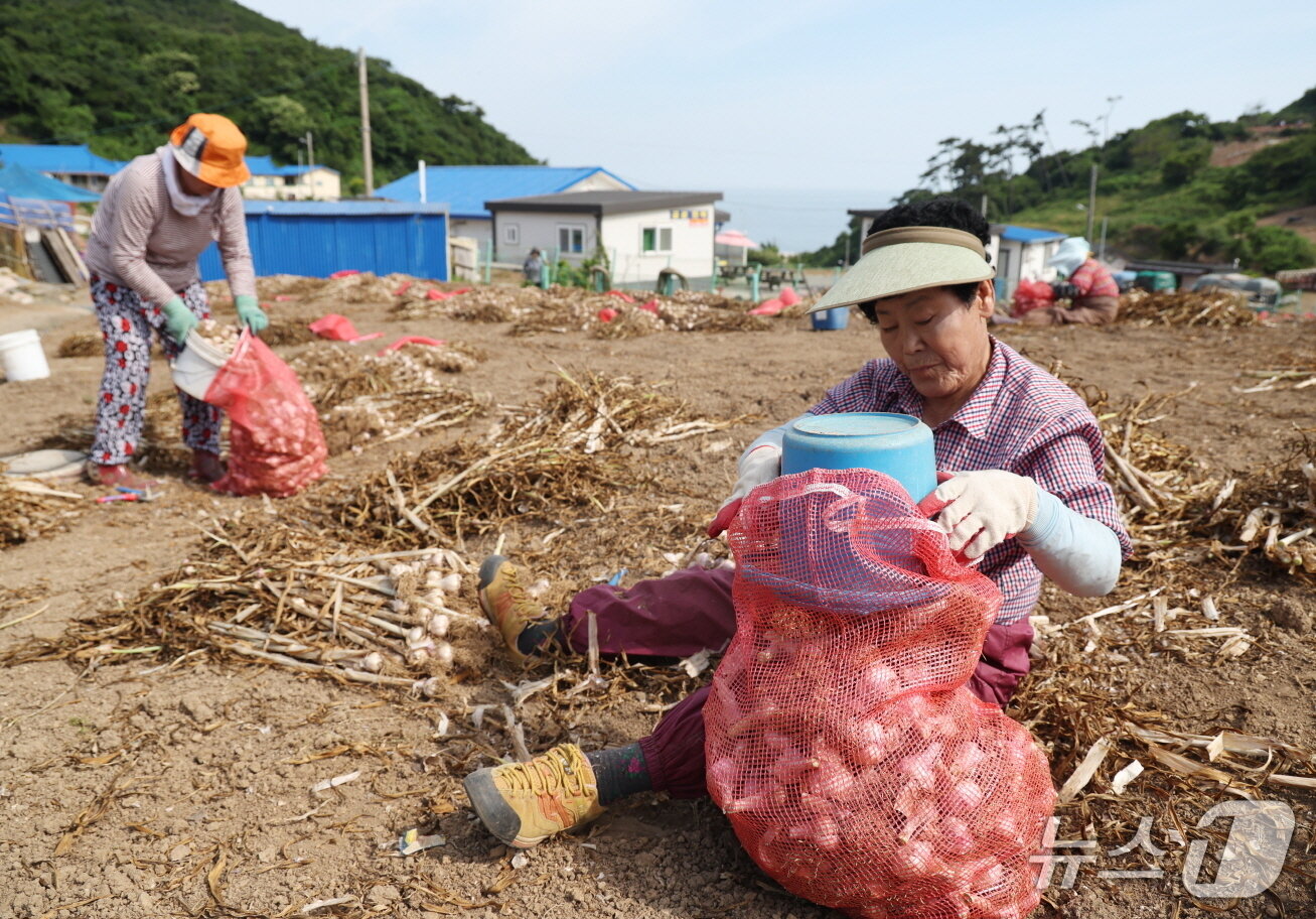 본문 이미지 - 가의도 육쪽마늘 종구 수확 현장 모습(태안군 제공. 재판매 및 DB금지)2026.4.15/뉴스1
